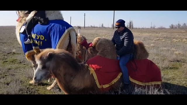 "Prostotak" прячем 5000 рублей с Василием Лодяновым на верблюдах в степи Калмыкии. смотреть онлайн