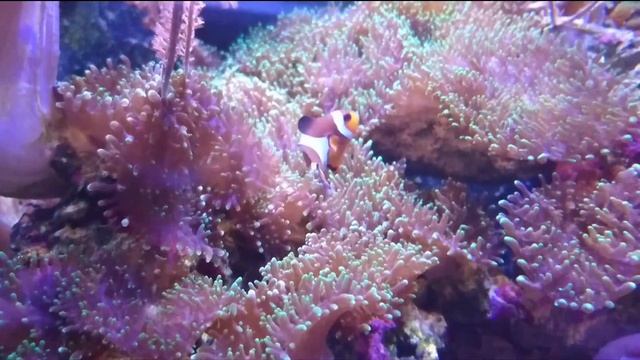 Морской аквариум для новичков. Fluval FLEX 57. Год спустя. смотреть онлайн