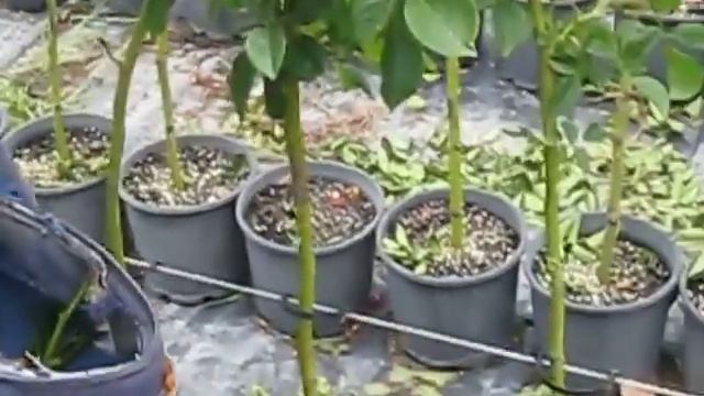 прививка штамбовых роз смотреть онлайн