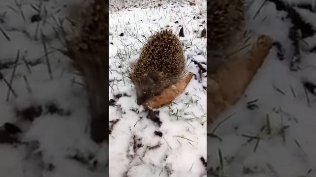 Ёжик не спит зимой.. смотреть онлайн