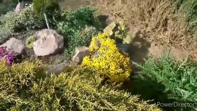 Моё видео про цветы!!! смотреть онлайн