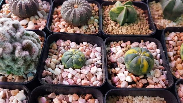 Astrophytum Variegated Cactus