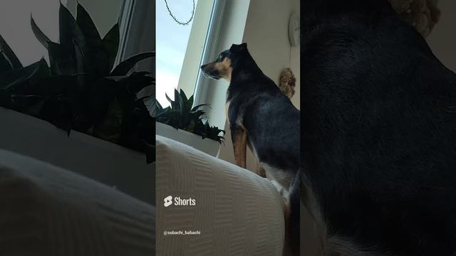 Собачи бабачи