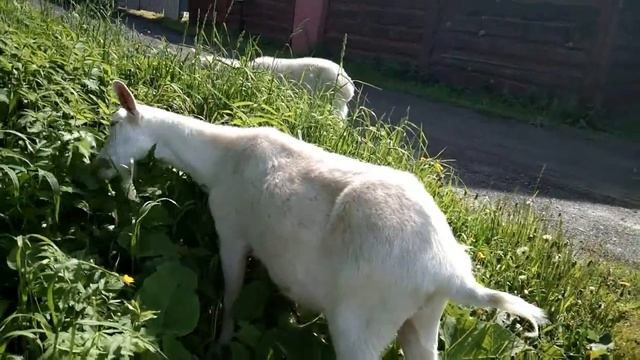 Нужно пасти для коз или нет .Где пасти коз?! Сколько нужно травы одной козе. смотреть онлайн