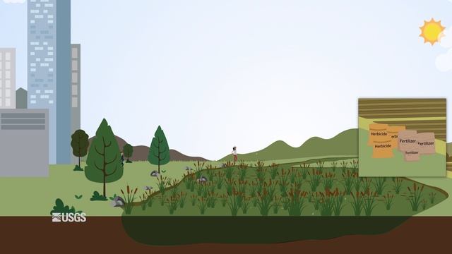 Importance of Cattails in Wetlands смотреть онлайн