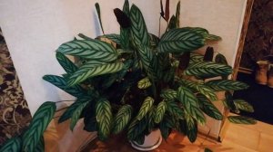 Неприхотливый цветок Калатея