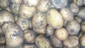 Картофель Бельмонда урожай 2021 года