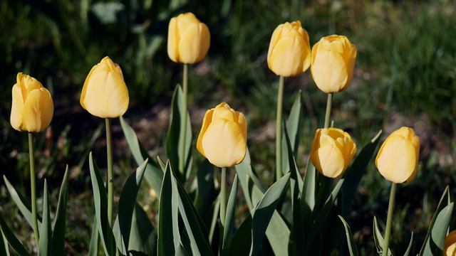 Golden Apeldoorn смотреть онлайн