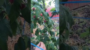 Лучшие сорта малины ! ЭНРОСАДИРА МАПЕМА КВЕЛЛИ