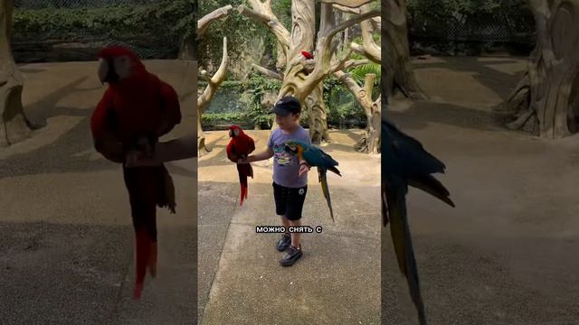 Винперл сафари на острове Фукуок 2024. Vinpearl Safari Phu Quoc Island