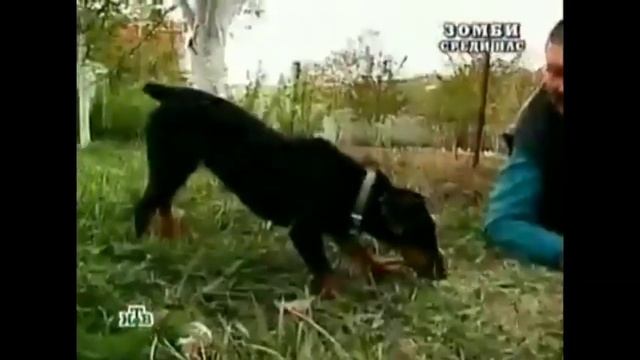 Григория превратили в собаку зомби Фулл полная версия смотреть онлайн