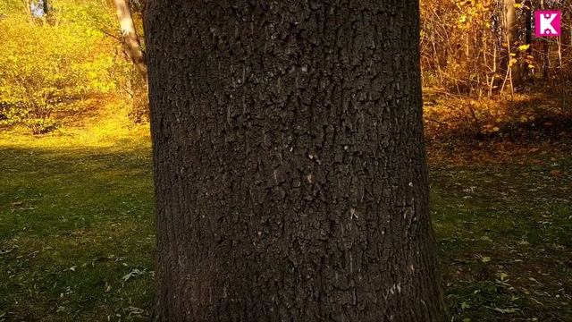 Софиевский Парк в Умани Карта Парка Черные Лебеди Водопад. Мостик. Деревья гиганты (часть 3) смотреть онлайн