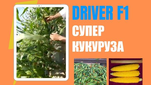 ДРАЙВЕР F1 ірі кукуруза! Керемет сапа! смотреть онлайн