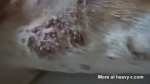 Жесть смотреть всем черви едят собаку живьём.