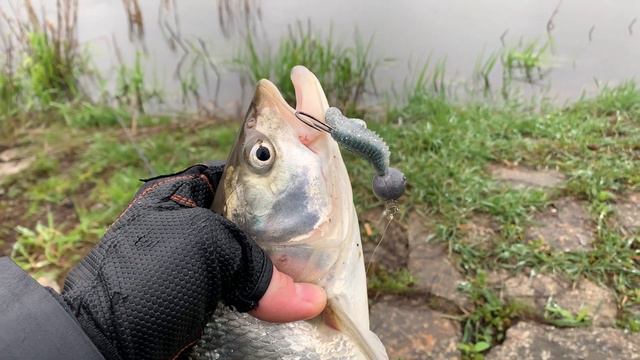 ХОТІВ ЗЛОВИТИ СОМА АЛЕ ЩОСЬ ПІШЛО НЕ ТАК... смотреть онлайн