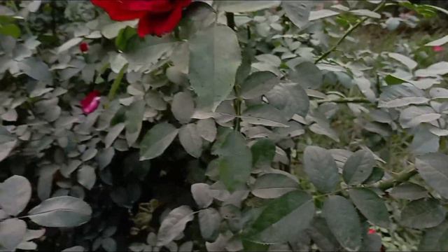 Rose tour :- Green valley rose| Lily the pink rose| Ms randhaava rose| @naturegreen_ #greenrose смотреть онлайн
