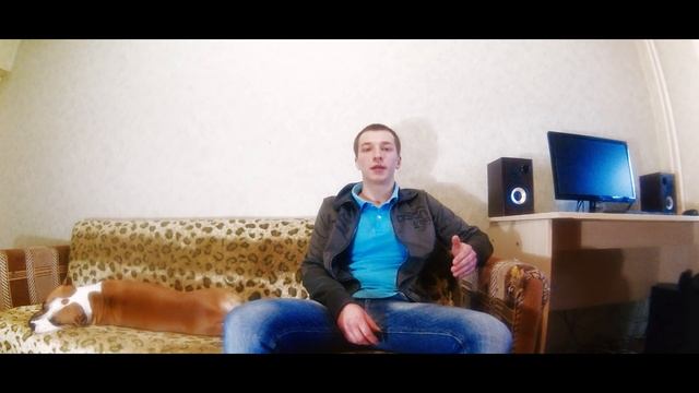 Чем отличается питбуль от стаффорда,кого лучше брать смотреть онлайн