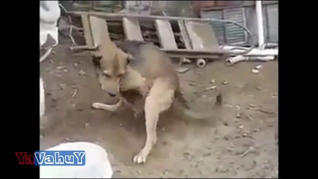 Нарезка Приколов № 1 / Funny Video № 1 от YaVahuY ( Потеря сознания ) смотреть онлайн