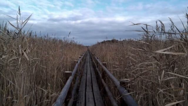 Стихотворение «Тростник»| Михаил Юрьевич Лермонтов смотреть онлайн