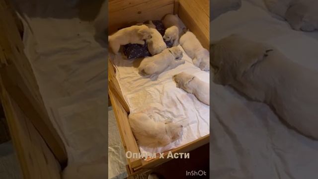 Щенки золотистого ретривера. #puppy #goldenretriever #dog смотреть онлайн