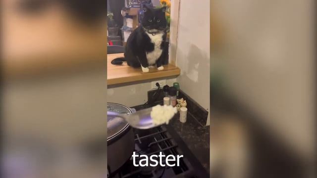 Funny Cats Videos 2023 🤣 Cute Cats and Kittens Compilation 🥰 #1 смотреть онлайн