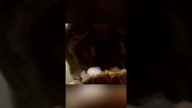 Петля анаконды смотреть онлайн