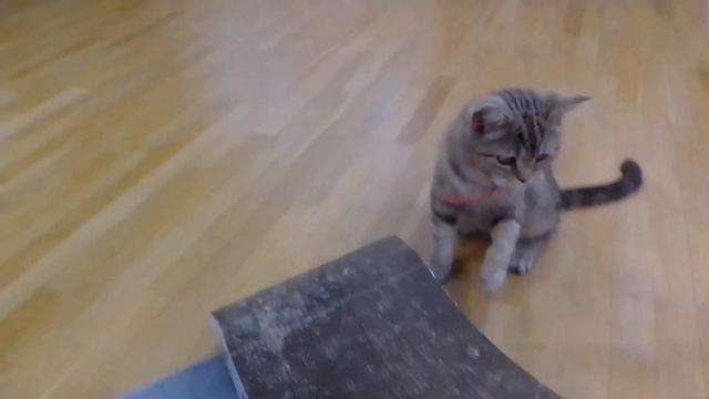 мандаринка не знает с чем поиграть смотреть онлайн