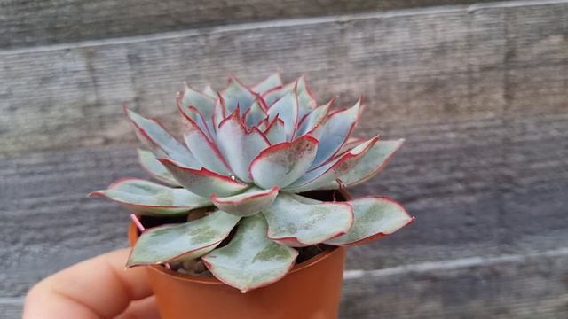 Echeveria Esther смотреть онлайн