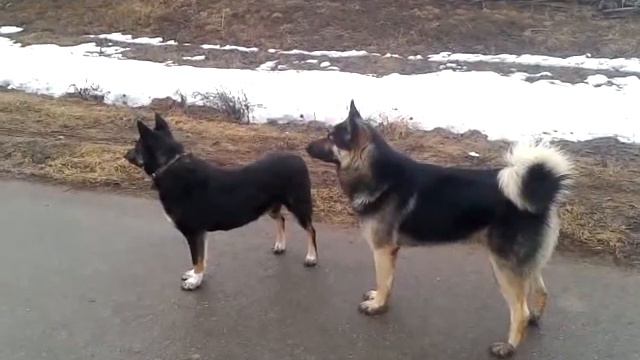 Родители щенков смотреть онлайн