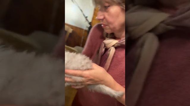 Персидский кот Вивальди Марс - Домино Меджик. смотреть онлайн