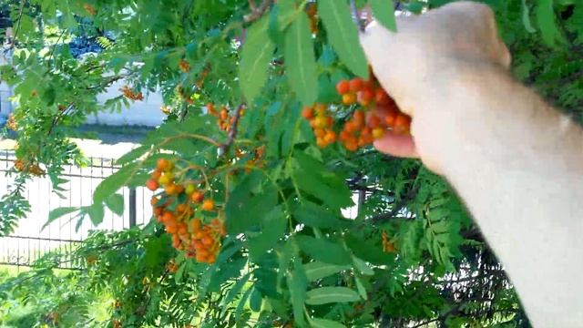 Прикол Люблю рябину смотреть онлайн