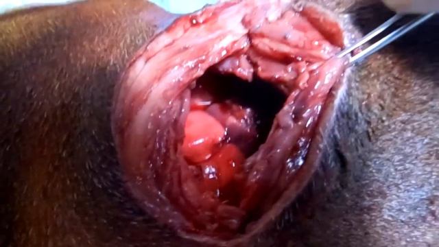 Щен-сломаны рёбра+кровотечение!!!.MOV смотреть онлайн