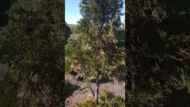 У туи обгорели кончики . Коричневые кончики на туях смотреть онлайн