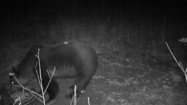 Охота на медведя с вышки. смотреть онлайн