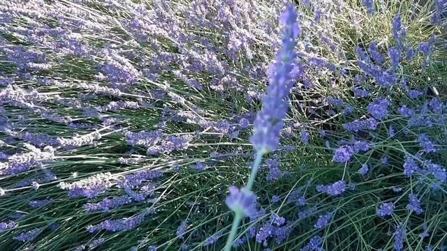 Лавандин квiтне в липнi. Зрiз на букети. смотреть онлайн