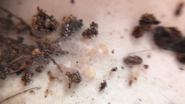 Болезни муравьев. Плесень в колонии Harpegnathos venator смотреть онлайн