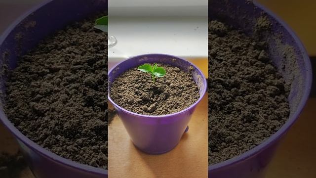 Росток мандарина смотреть онлайн