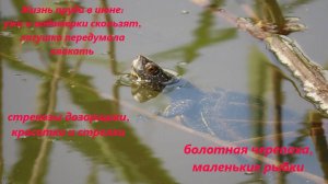 Жизнь пруда: ужи и водомерки скользят, лягушка-тугодум, стрекозы разные, рыбки, черепаха