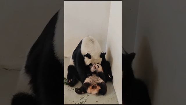 •🐼🤗Милота/Московский зоопарк смотреть онлайн