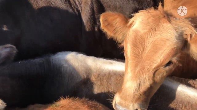 Скотный рынок П Манас 16 сентября