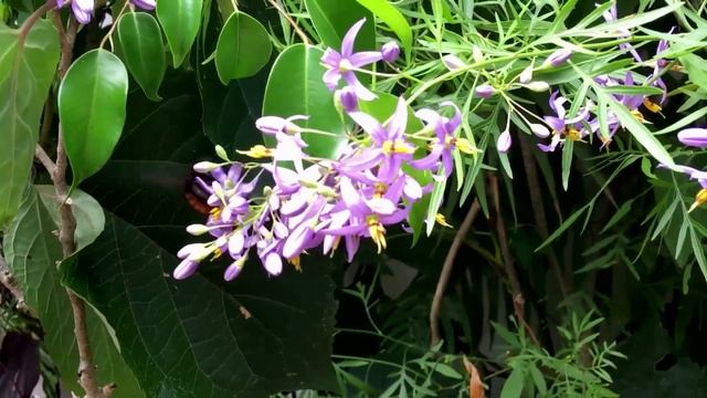 Волшебные Звуки Природы,пение птиц, Звуки Леса, для релаксации, сна, Медитации смотреть онлайн