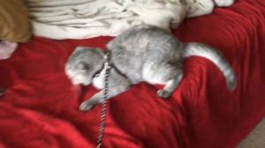 Как надеть шлейку на кошку