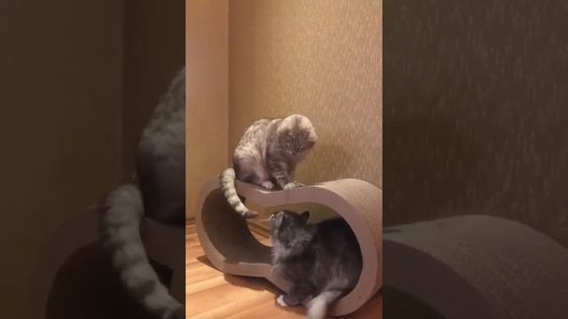 ЛЮБИМЫЕ КОШКИ ЗАЖИГАЮТ😍 смотреть онлайн