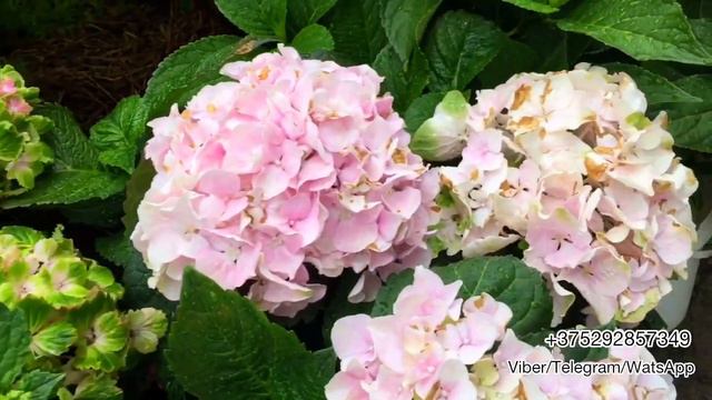 Крупнолистные гортензии серии Рембрандт - Вибрант Верде и Элегант Роуз. Беларусь. смотреть онлайн