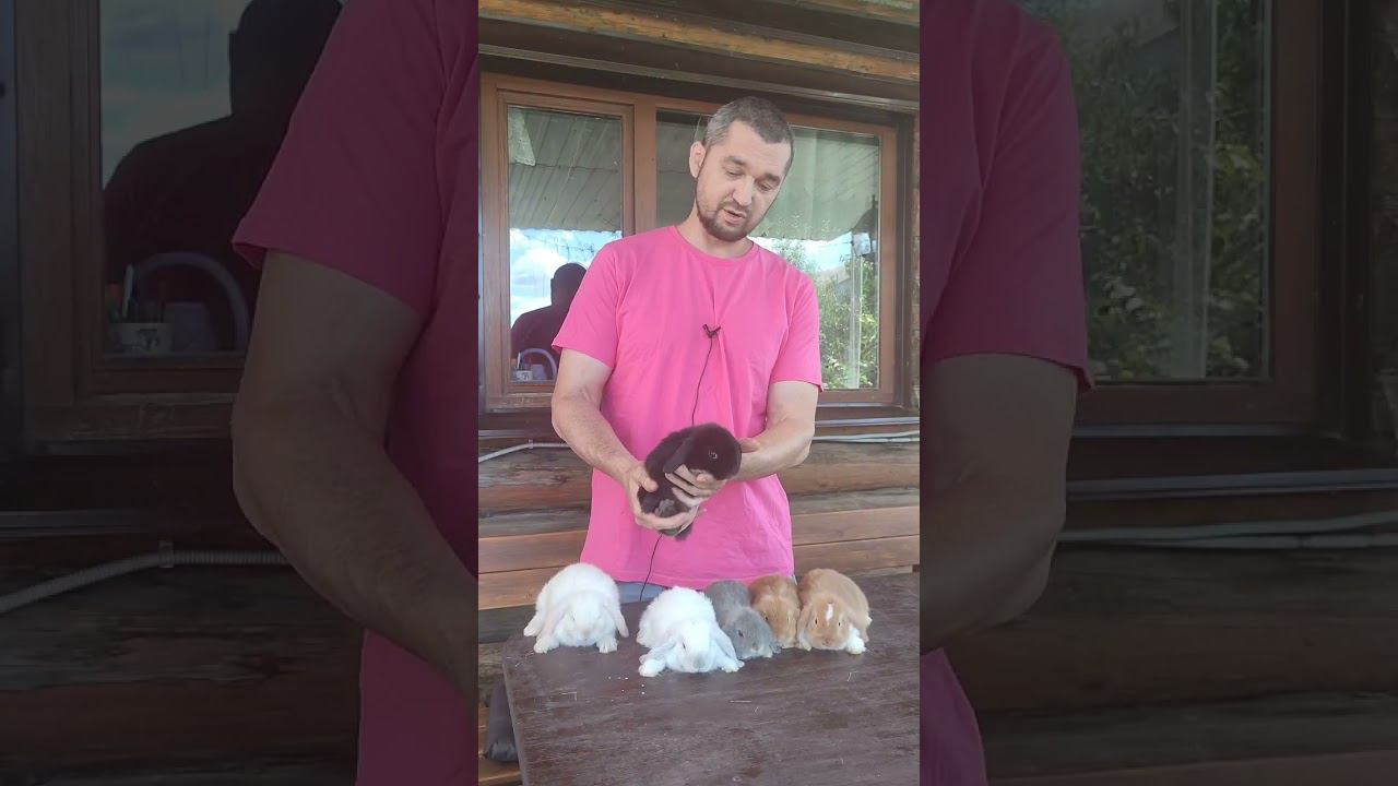 Все цвета кроликов смотреть онлайн