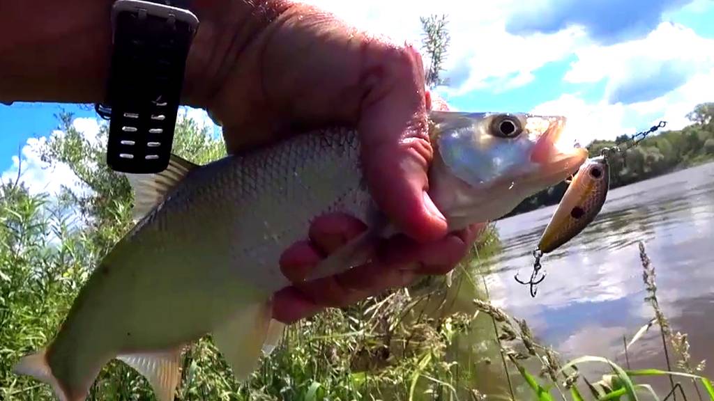 ВОДА В ПОДЪЁМЕ, ГДЕ ЛОВИТЬ РЫБУ? РЫБАЛКА НА ОКЕ на СПИННИНГ. смотреть онлайн