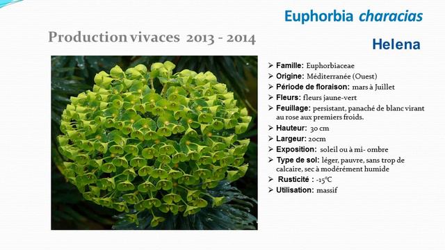 Euphorbia characias Helena: plante vivace смотреть онлайн