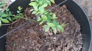 Шпалера для ежевики. Ежевика на второй сезон. Цветение.