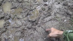 Как определить по следам пол животного? Следы лося.