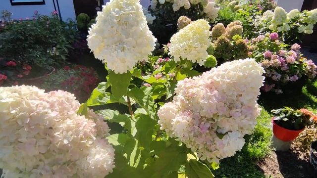 Гортензия метельчатая Саммер Лав Hydrangea paniculata Summer Love ??? смотреть онлайн